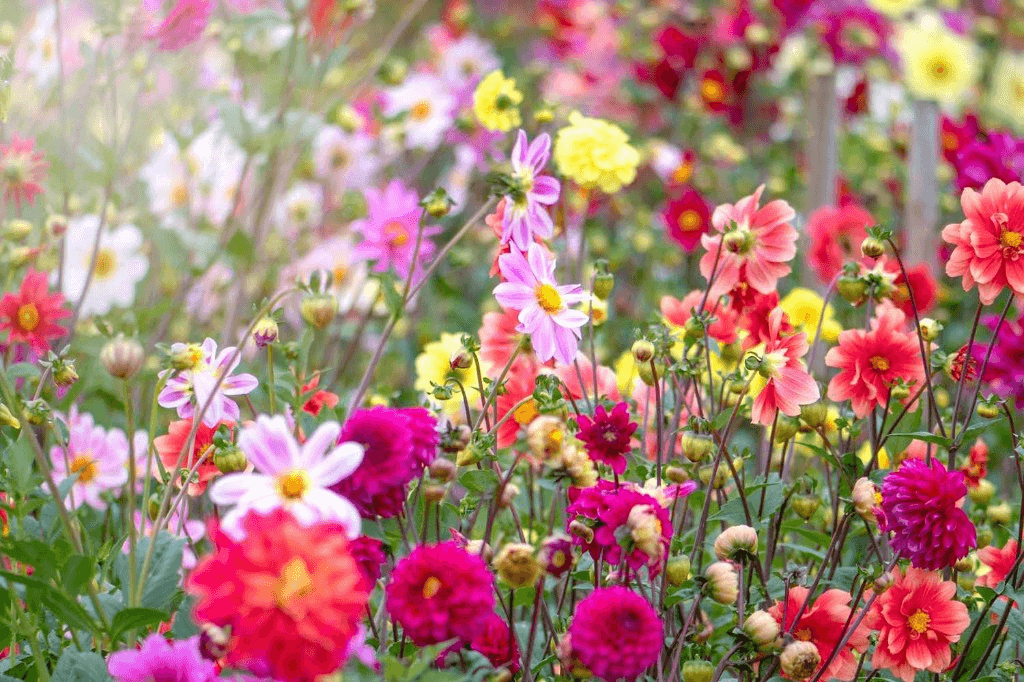 Colorful flowers in a garden